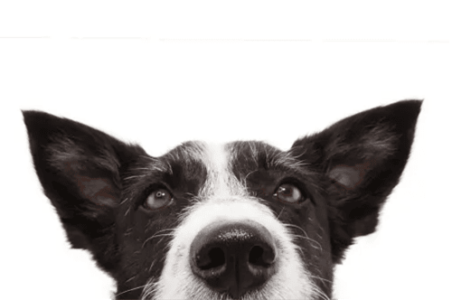 What’s New in Veterinary Dermatology