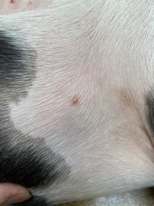 Skin conditions