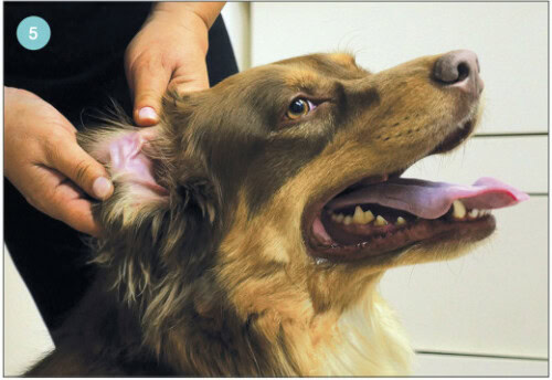Ever Wonder How to Clean Your Dog's Ears?