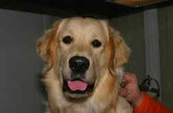 What’s New in Veterinary Dermatology
